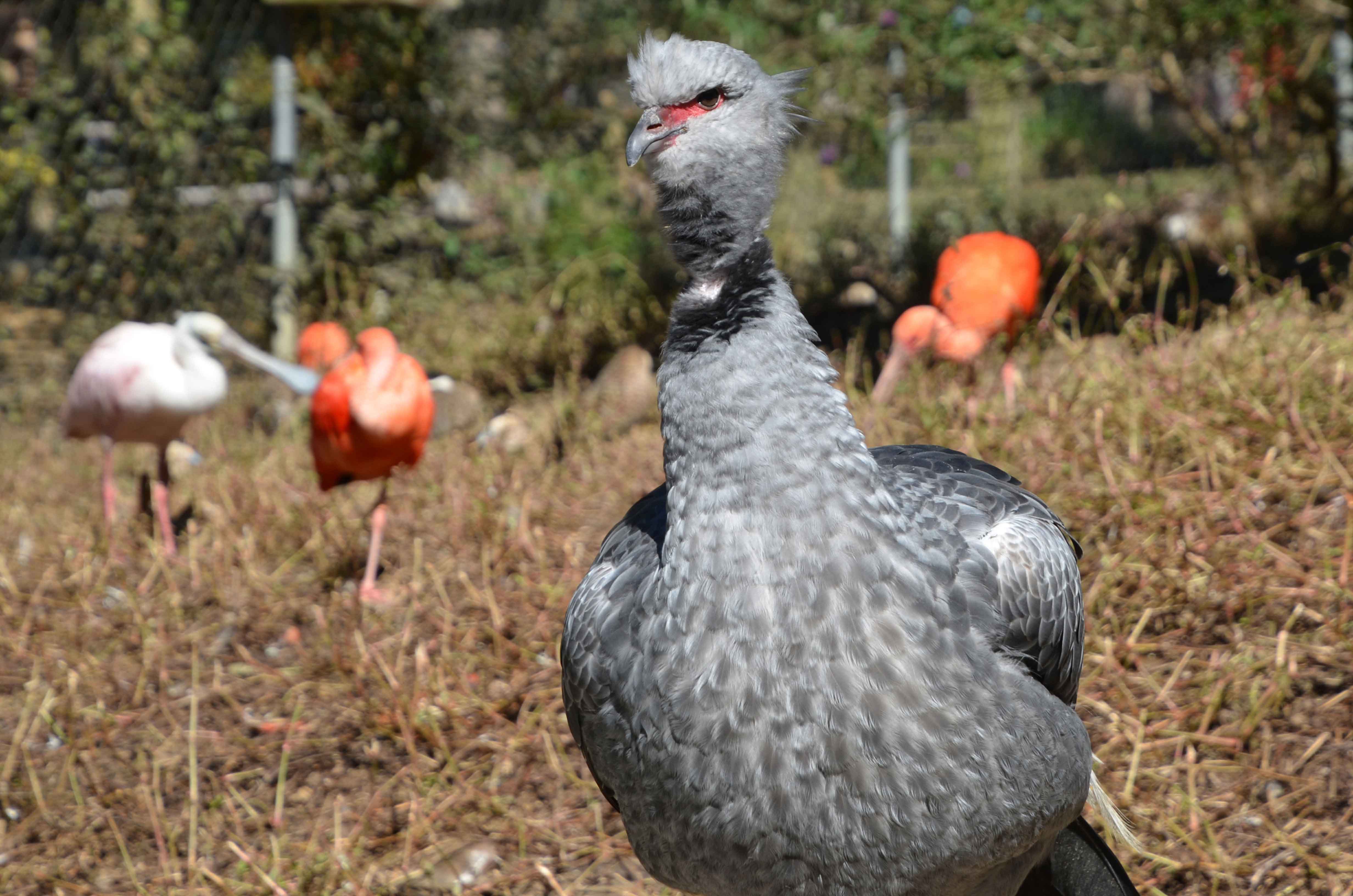 Crested Screamer