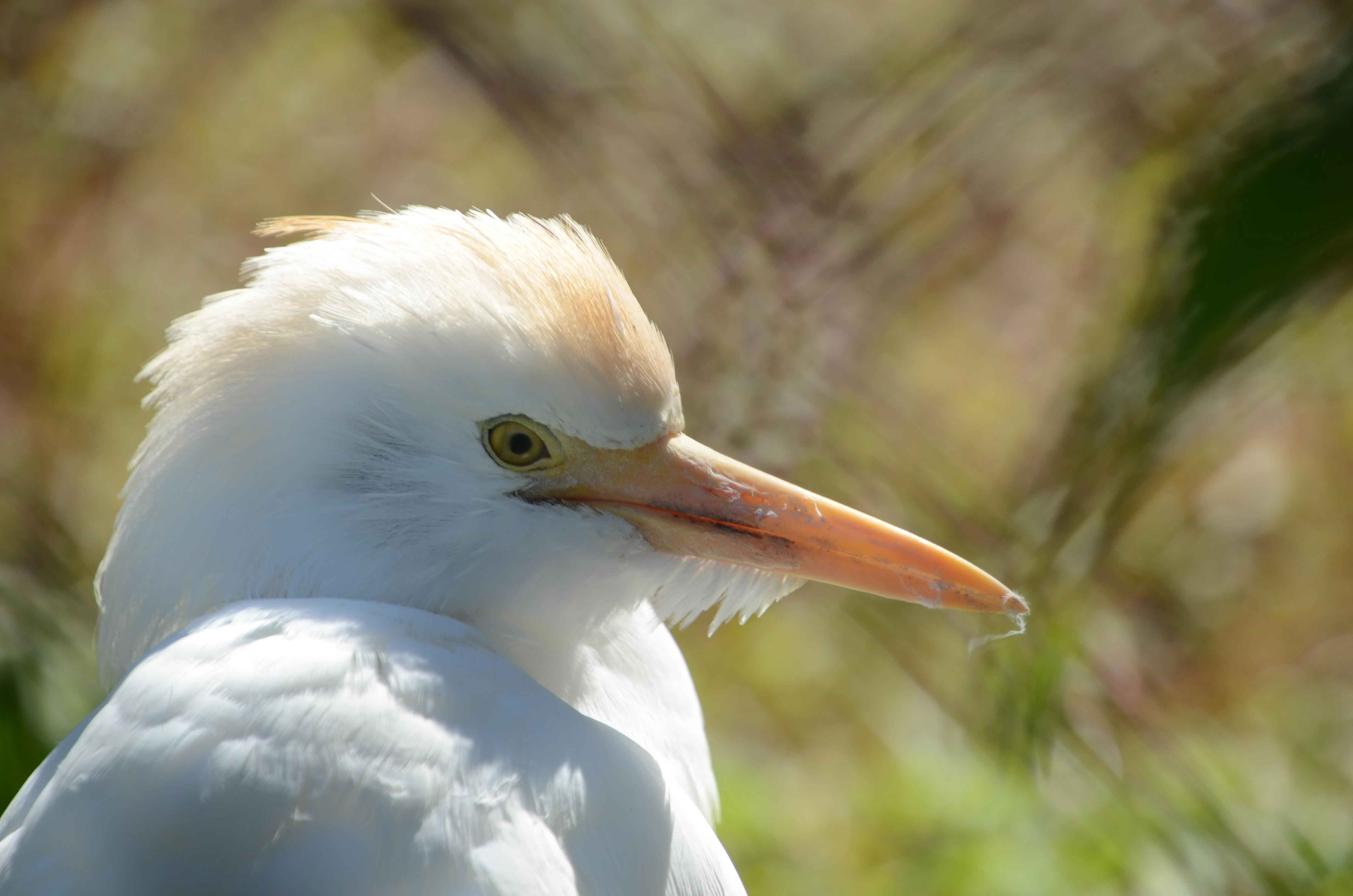Egret Sylvan Heights Bird Park