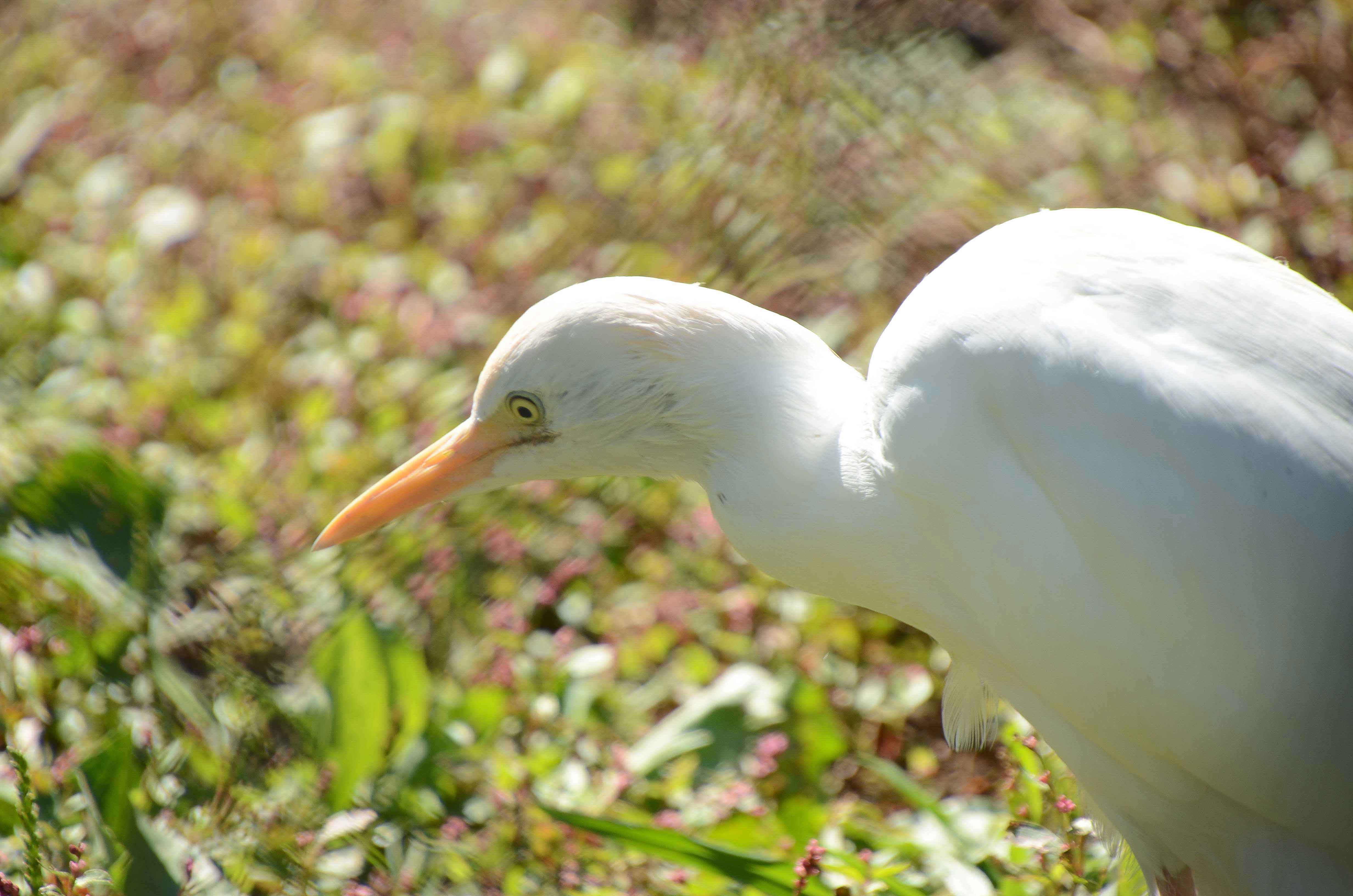 White heron