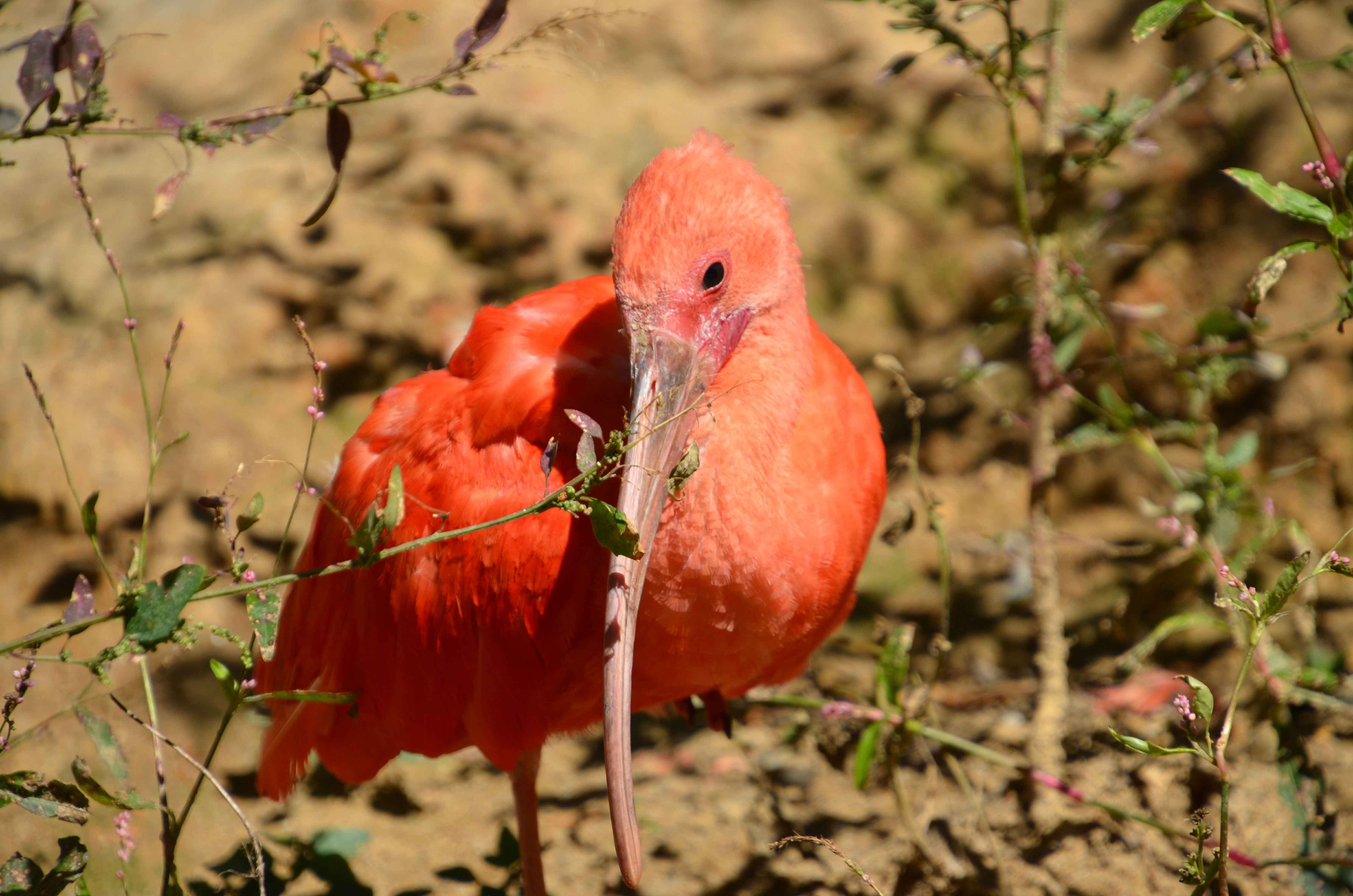 Scarlet ibis