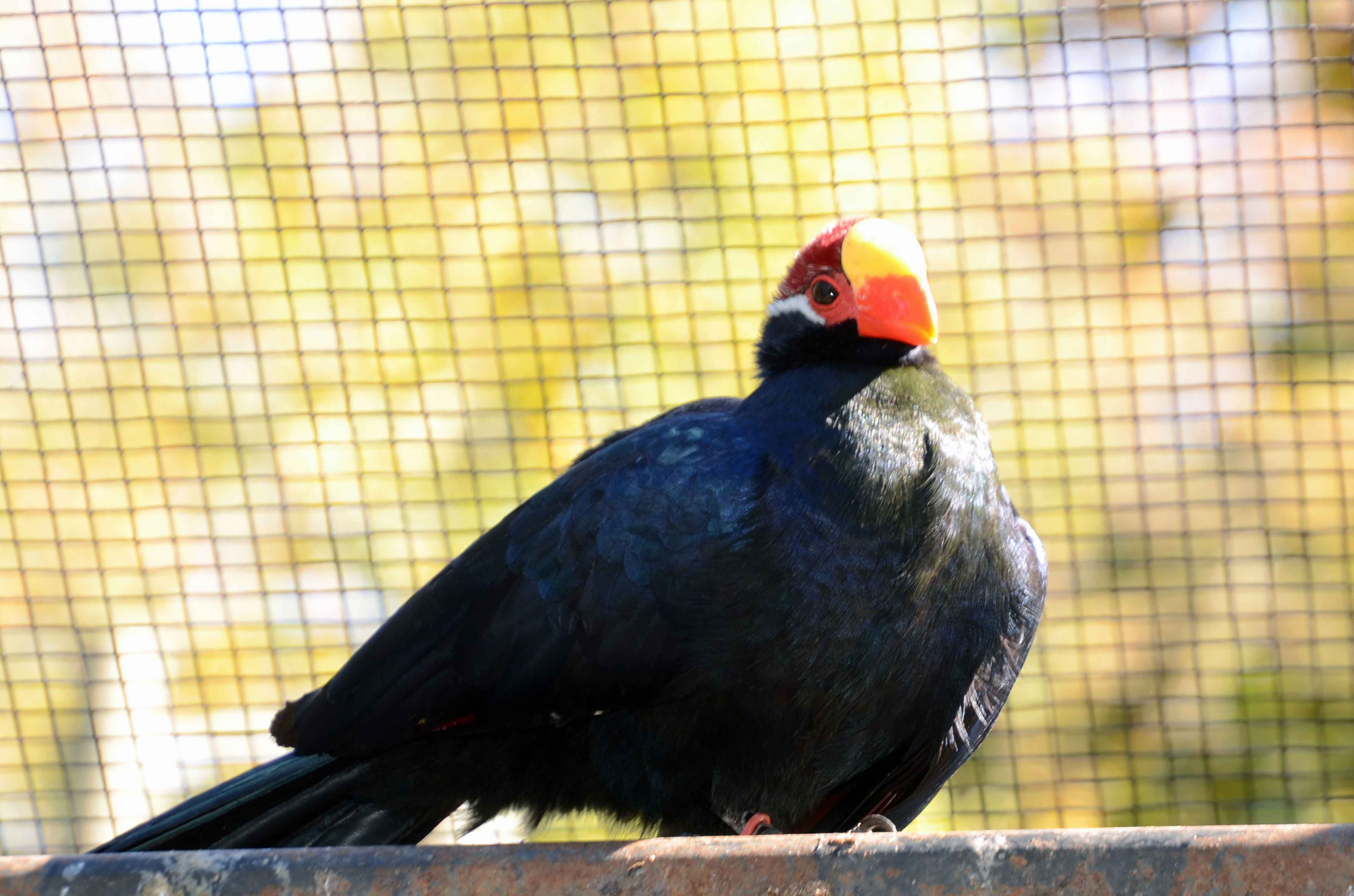 Sylvan Heights Bird Park