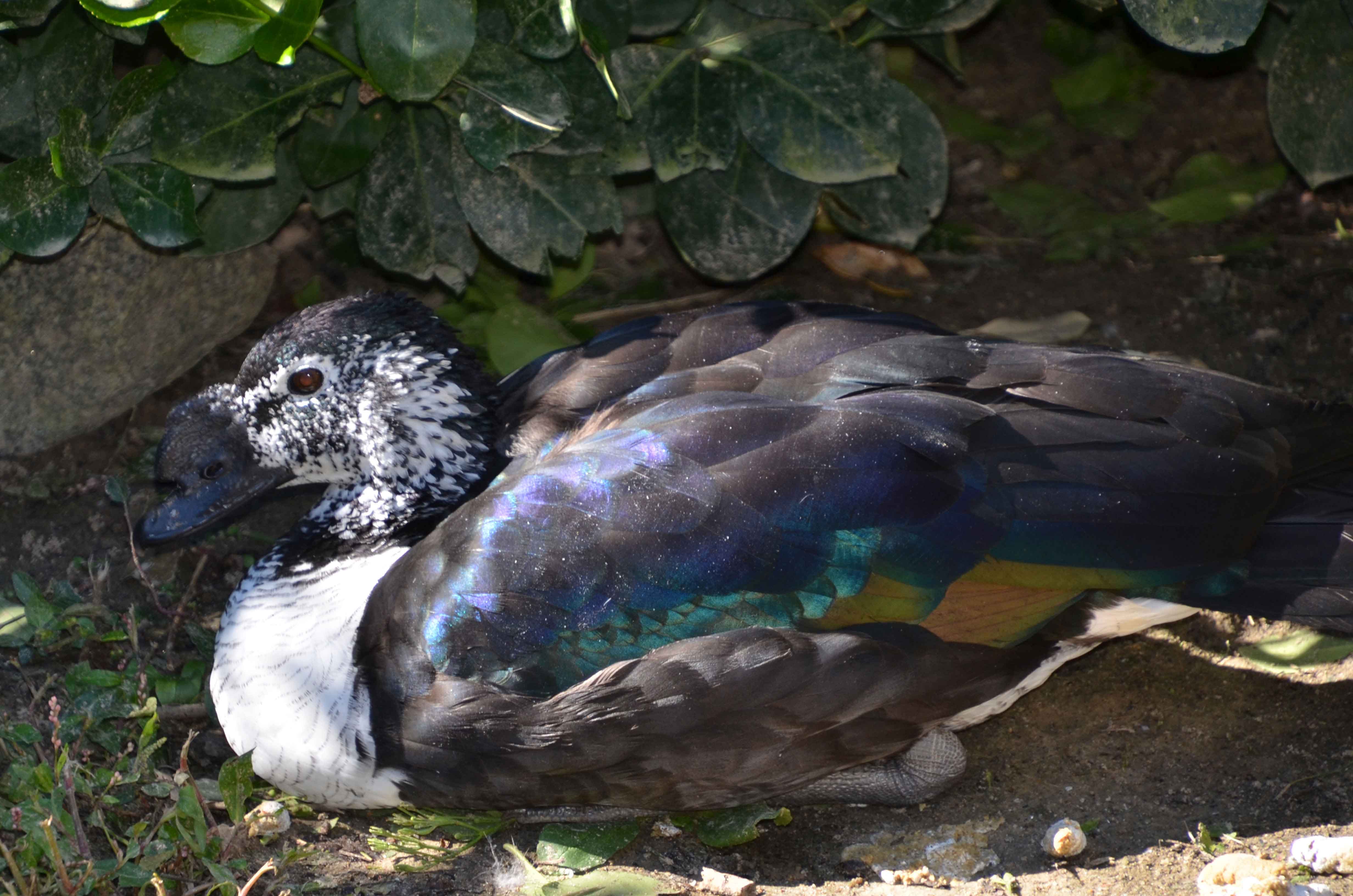 Sylvan Heights Bird Park