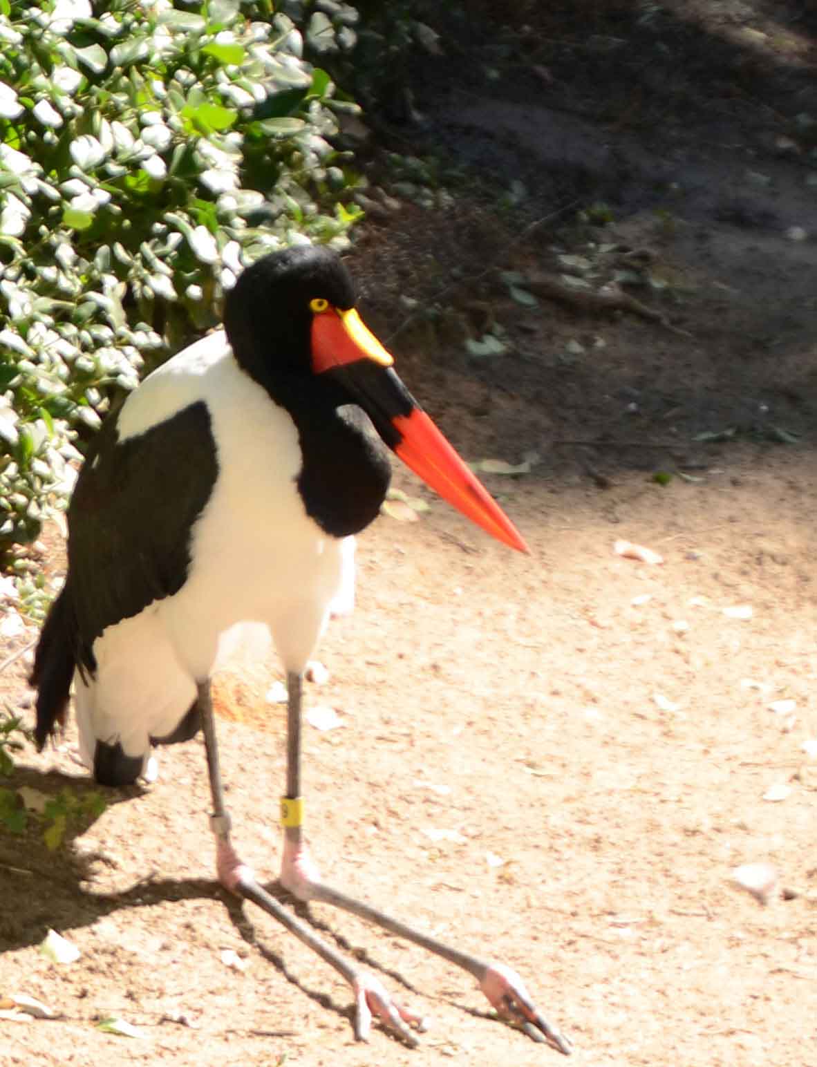 Sylvan Heights Bird Park
