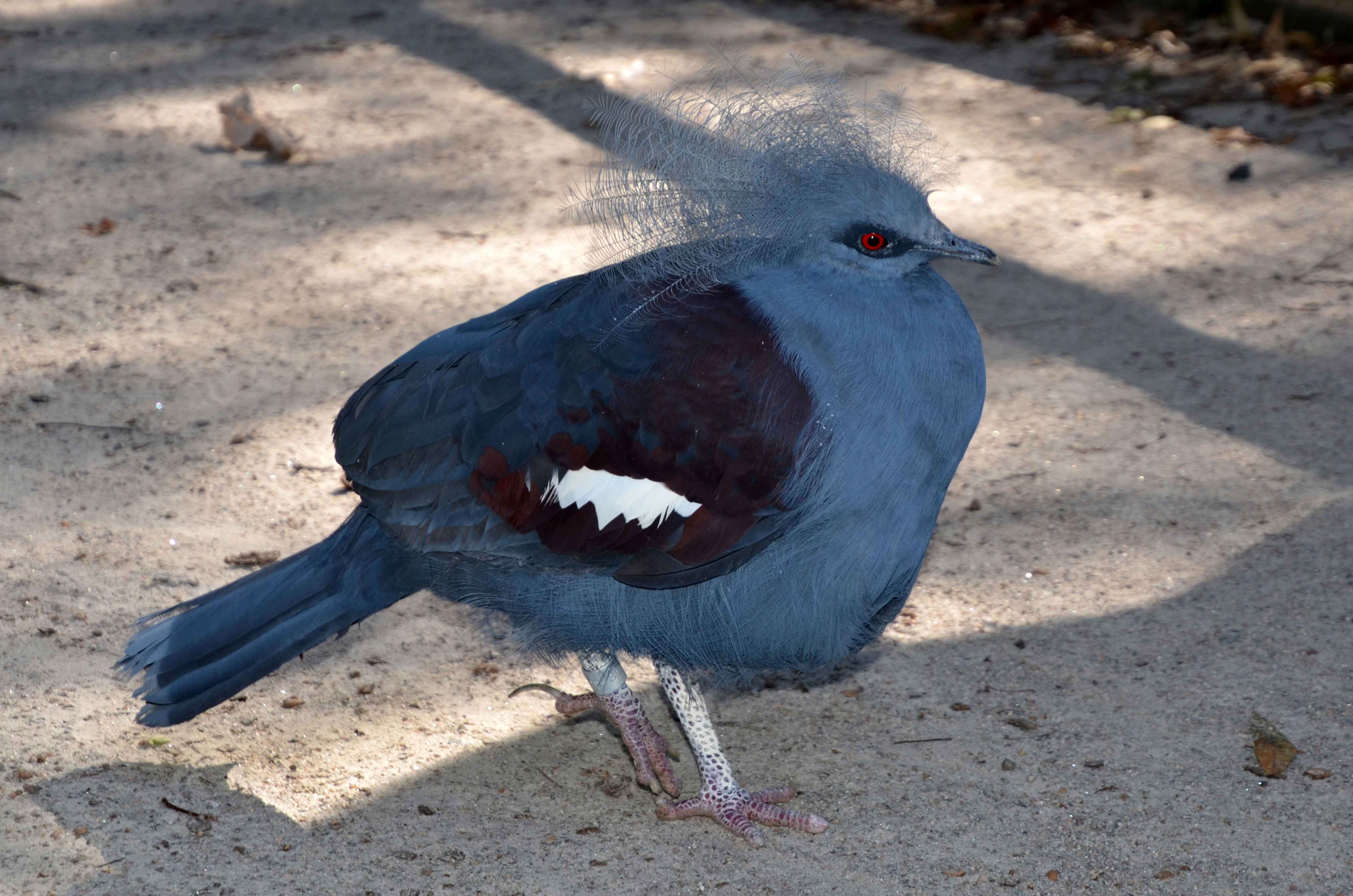Victoria Crowned Pigeon