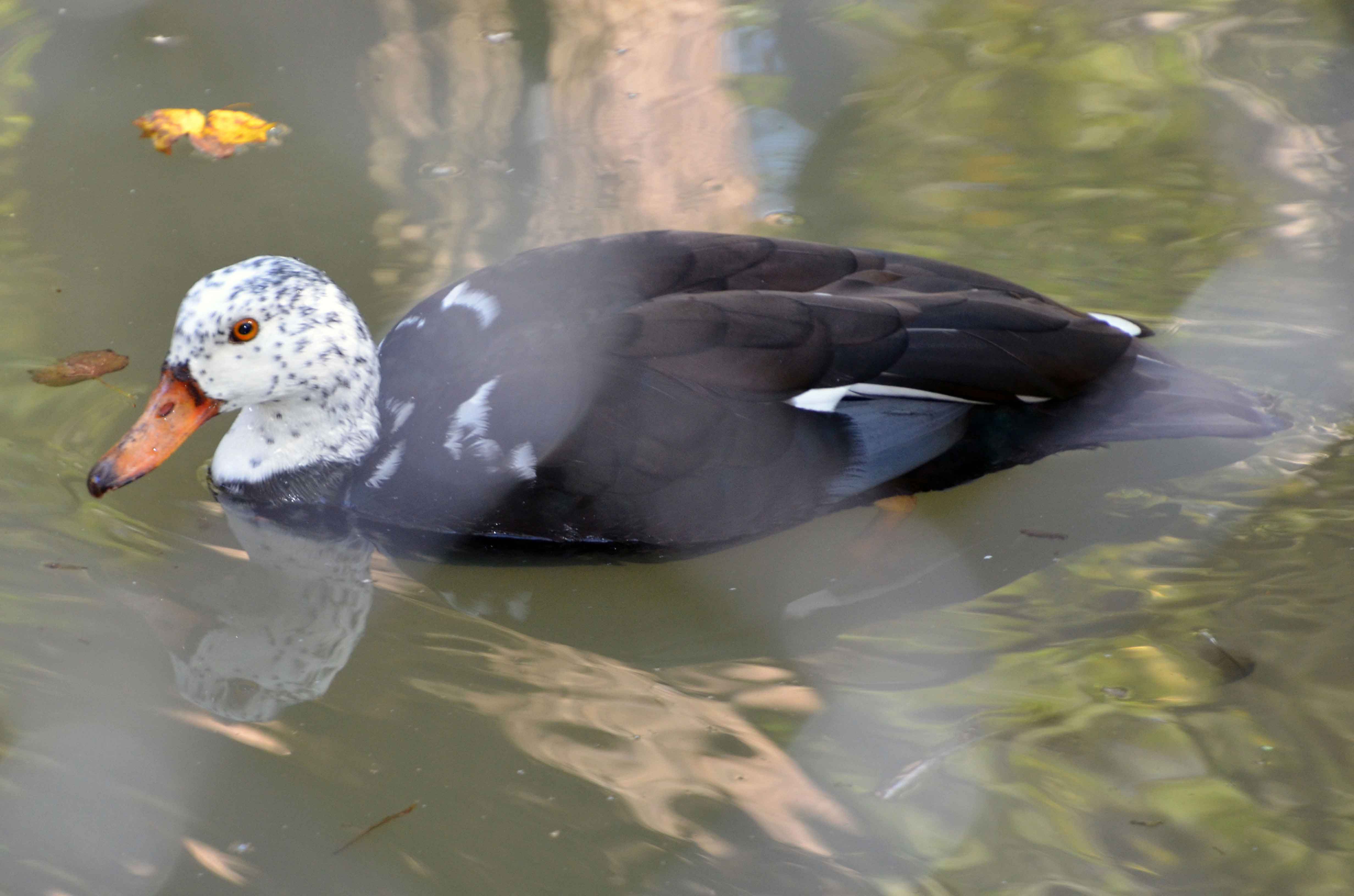 White Winged Duck