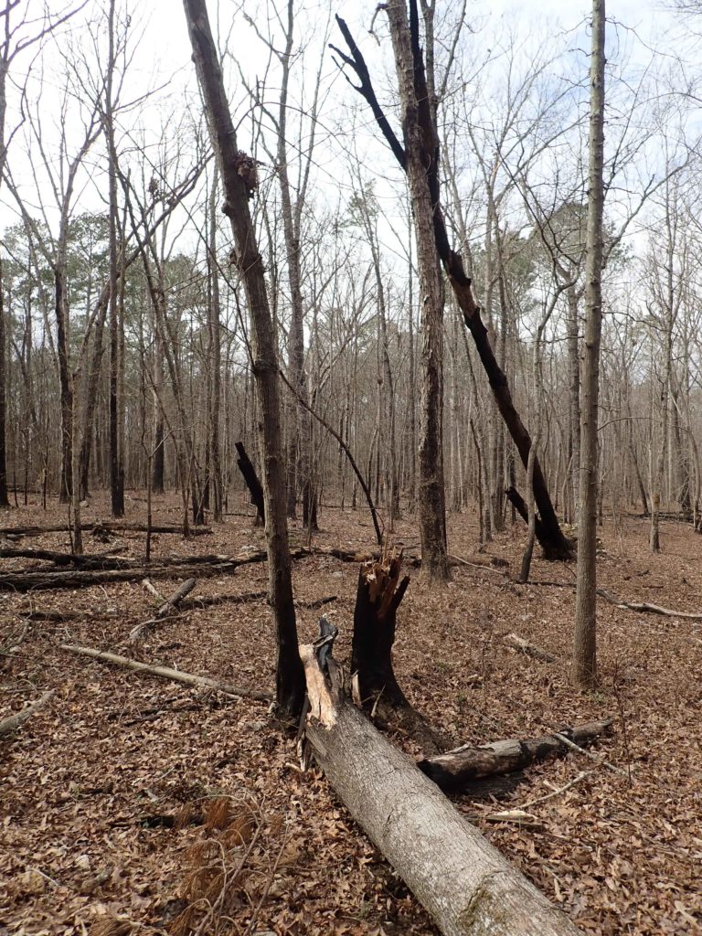 Charred and blakened trees from prescribed burn at Medoc Mountain State Park