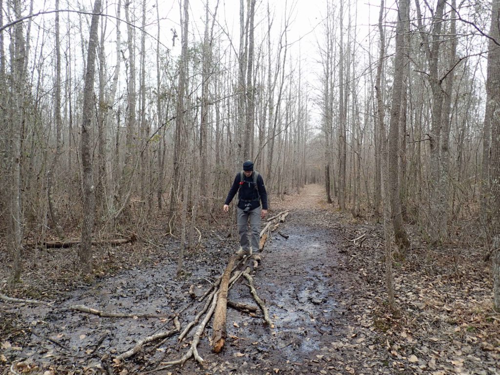 man walking across logs over muddy area of trail in Medoc Mountain State Park